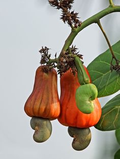 میوه بادام هندی